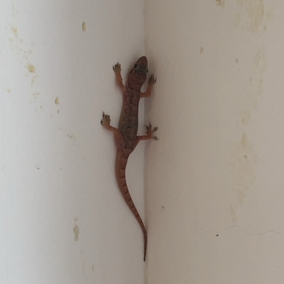 Saw this little guy at the office.