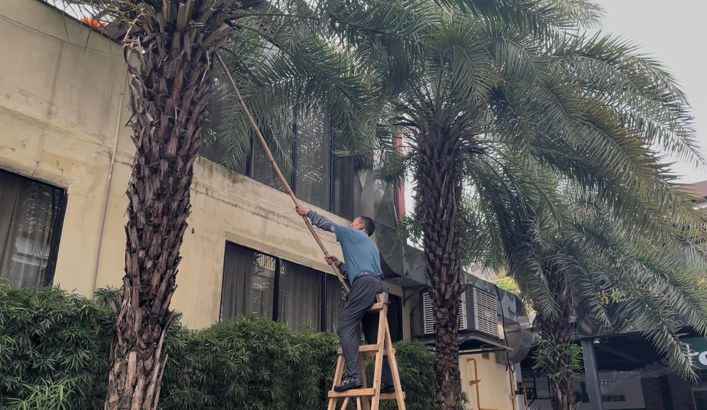 The garden guy said he does the trimming once or twice a year. #TheHUB #红屋