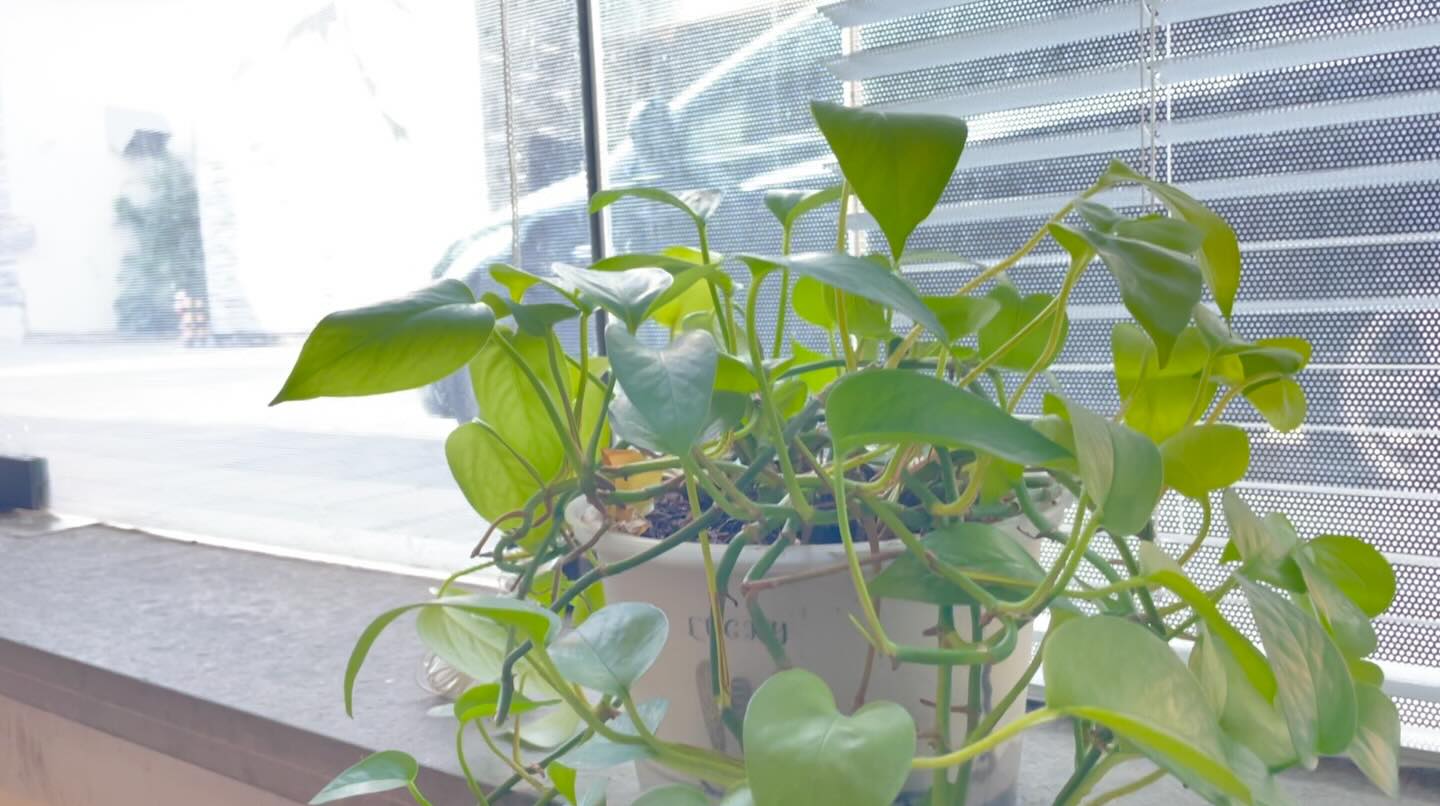 Making the effort to take care of this plant!